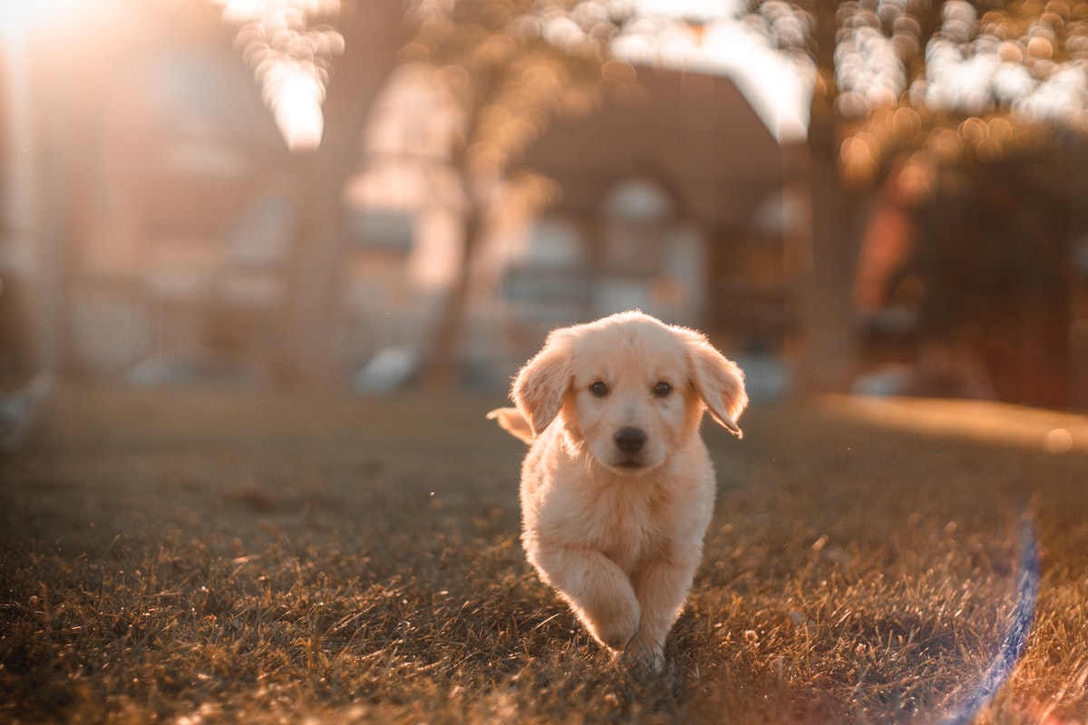 Köpeklerde Tasma Çekiştirme Sorunu ve Pozitif Pekiştirme: Beslenme, İlaç ve Takviye Protokolü